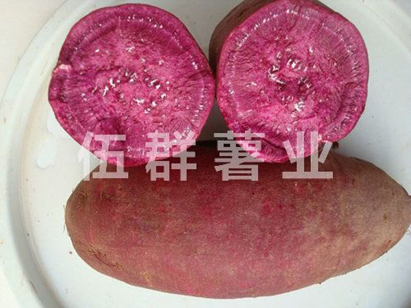 紫薯的田間管理和栽培技術(shù)