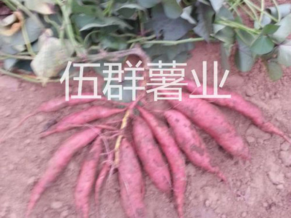 濟(jì)薯26夏薯.jpg