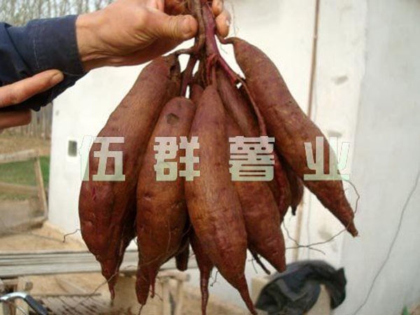 濟(jì)紫1號(hào)