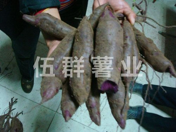 濟(jì)紫1號(hào)