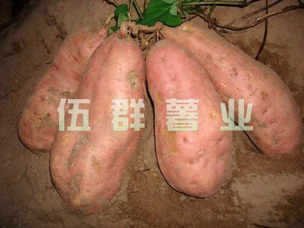 甘薯軟腐病的防治技術