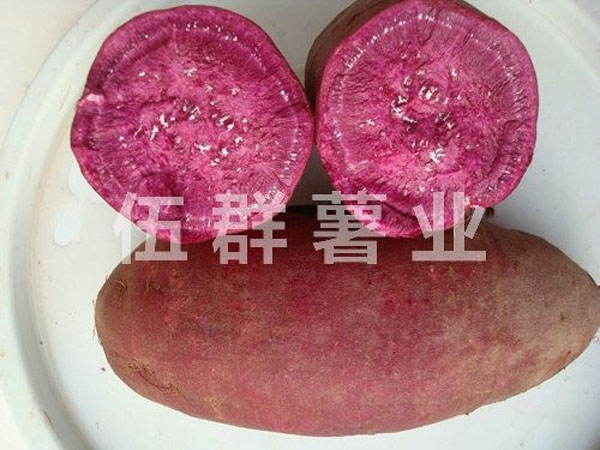 紫薯的田間管理和栽培技術