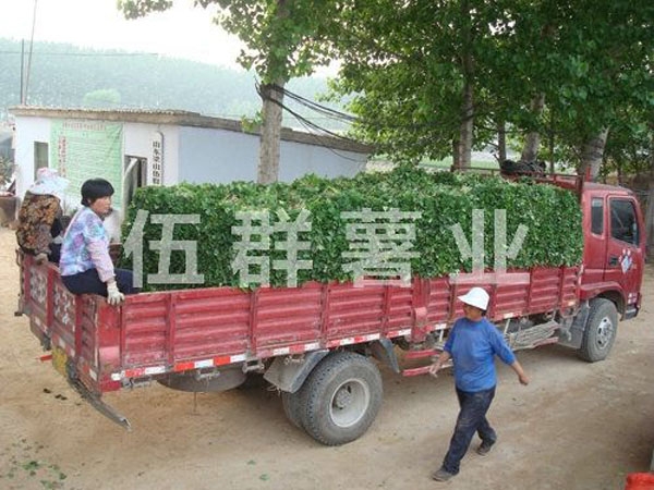 地瓜苗