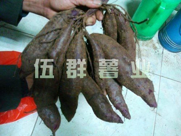 濟(jì)紫1號