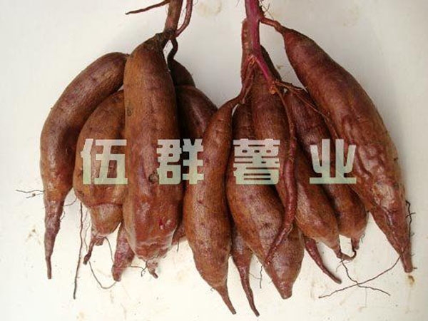 濟(jì)紫1號