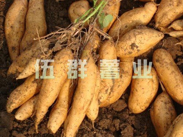 黃皮蘇薯8號
