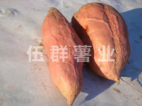煙薯25
