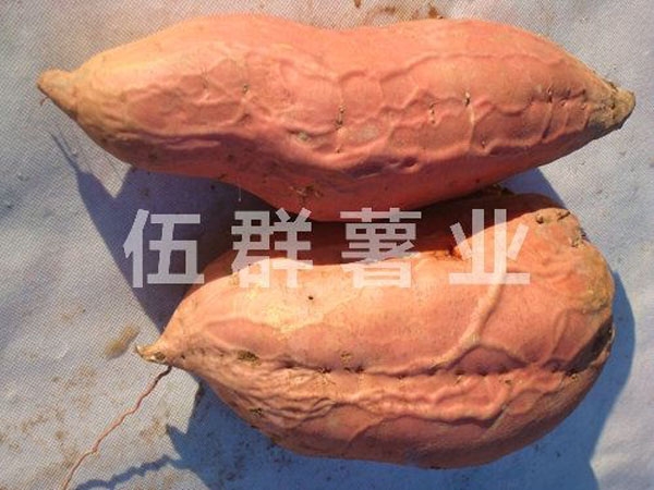 煙薯25