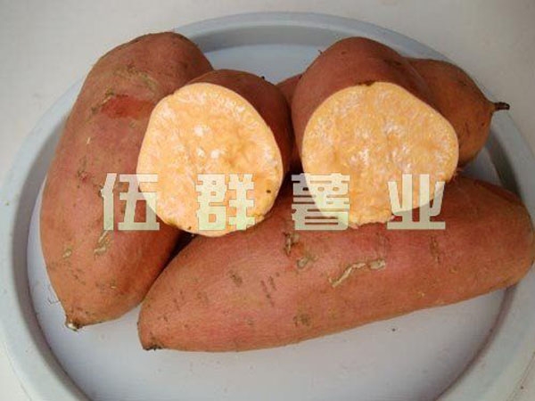龍薯9號