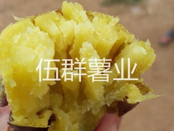 濟(jì)薯26