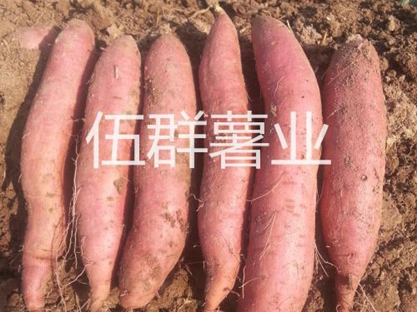 濟(jì)薯26