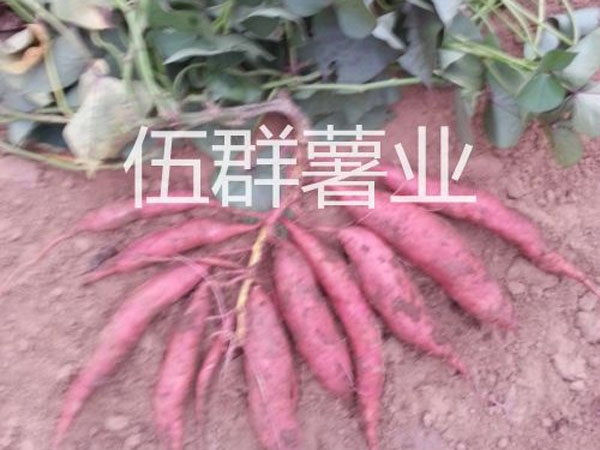 濟(jì)薯26