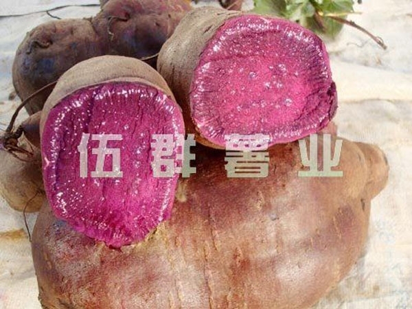 紫薯的品種特征